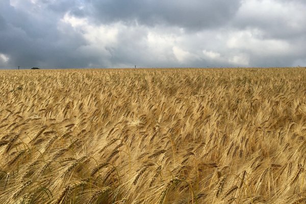 Wheatfield